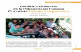 Genética Molecular de la Patogénesis Fúngica El modelo ...crinoidea.semicrobiologia.org/pdf/actualidad/57/26_diPietro.pdf · López-Berges MS, Rispail N, Prados-Rosales RC y Di