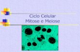Ciclo Celular Mitose e Meiose - liceuasabin.br€¦ · Ciclo celular = interfase + fase M . Número de cromossomos nas diferentes espécies Espécie Número de cromossomos Espécie