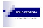 REINO PROTISTA - Cada um com seus problemas Protista.pdf · 2019-01-29 · Caracterização geral Constituídos por células verdadeiras, com citoplasma e núcleo diferenciado (eucariontes).
