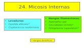 24. Micosis Internas - WordPress.com · 24. Micosis Internas * Hongos dimórficos • Levaduras: • Candida albicans* • Cryptococcus neoformans • Hongos filamentosos: • Aspergillus