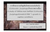 การเพาะเลี้ยงนกแอ่นกินรัง(Collocalia fuciphag)ในสภาพกรง ...bioff.forest.ku.ac.th/PDF_FILE/FEB_2014/g15.pdf · การศึ