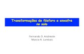 Fernando D. Andreote Marcio R. Lambais · Disponibilidade de Fósforo nos 05: Uma análise Miicrorganismo e Arqui.-.o Editar Visualizar Documento Ferramentas Janela AJuda 10 / 24