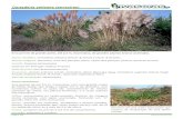 Cortaderia selloana (penachos) - WordPress.com · 2014. 5. 23. · Cortaderia jubata (Lemoine ex arrière) Stapf é semelhante, mas a panícula é mais solta, e de cor rosada ou violeta-escuro;