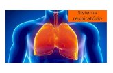 Sistema respiratório · 2020. 6. 8. · Sistema respiratório Ventilação pulmonar (inspiração e expiração) Respiração externa -hematose Respiração interna –nos tecidos
