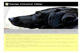 Ganja Chrome Filterweb.ist.utl.pt/hugo.mestre/PP1_anexo_A.pdf · 2008. 1. 14. · 4 Mother Kitty Sepia Foto tirada a uma gata, Kitty, usando iluminação natural e Macro. Aplicou-se