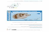CreativeLab Sci&Math | Investigar as pegadas dos animais 1.º CEBw3.ese.ipsantarem.pt/eseinv/pit/investigar_pegadas_anima... · 2018. 10. 17. · CreativeLab_Sci&Math | Investigar