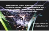 Preferência da aranha Aglaoctenus castaneusecologia.ib.usp.br/curso/2007/pdf/apresentacoes/12_ppt_marcia.pdf · Projeto individual Marcia Pannuti. Introdução • Habilidade de