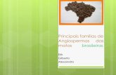 Principais famílias de Angiospermas das matas brasileirasFabaceae Ocorrência: Ceará ao Rio de Janeiro, sendo particularmente frequente no sul da bahia. Caracteristicas morfológicas:
