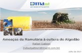 Ameaças da Ramulária à cultura do Algodão...diferentes ensaios para teste de fungicidas realizados pelo IMA. 0 5 10 15 20 25 30 2013 2014 2015 % Dano causado pela Ramularia Andrade