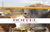 BOITEL - Camdamos variedades de coffea arábica-IPR 100, com excelente produção e adaptação em altas temperaturas, mudando a perspectiva de agricultores em cultivo da cultura.
