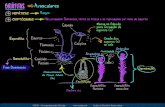 Biologia - Botânica - Briófitas · 2018. 12. 2. · Cápsula Rizoide Cauloide Filoides CEDAE - Acompanhamento Escolar Todos os Direitos Reservados Briófitas Avasculares Criptógamas