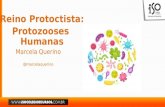 Reino Protoctista: Protozooses Humanas · Características Gerais: O nome Protista, do latim, significa o primeiro de todos, refletindo a ideia de que os protistas foram os primeiros