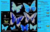 Mariposas de Minnesota - LCCMR...Mariposas comunes de jardín Blanquita de la col Capa de luto Monarca Azul de cola oriental Azufre naranja Almirante rojo Papilio tigre oriental Papilio