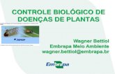 CONTROLE BIOLÓGICO DE DOENÇAS DE PLANTAS · História do Desenvolvimento do Controle Biológico de Doenças de Plantas 1950 –1º publicação em biocontrole de doenças de plantas.Foster