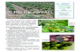 Autor: OLHO DE PAVÃO€¦ · pavão em folhas. O olho de pavão é a doença mais comum do olival e pode causar queda intensa das folhas das oliveiras. Pode também atingir e provocar
