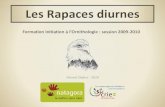 Les Rapaces diurnes - Les Marais d'Harchiesoiseauxmaraisdharchies.be/ini/presentation/les_rapaces... · 2015. 7. 7. · Les Faucon kobez et crècerellette sont également insectivores.