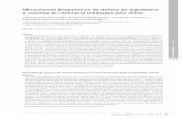Mecanismos bioquímicos da defesa do algodoeiro à mancha …42 Bragantia, Campinas, v. 72, n. 1, p.41-51, 2013 C.R.S. Curvêlo et al. 1. INTRODUÇÃO A mancha de ramulária, causada