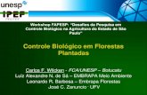 Controle Biológico em Florestas Plantadas · macho A. nitens-fêmea. Mais de 1.000.000 insetos liberados (até JAN/06) Controle Biológico •Liberação do Anaphes nitens DISTRIBUIÇÃO