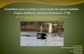 Dissertação apresentada na Universidade dos Açores para ...lifecwr.com/ficheiros/docs/MarianaBrito.pdf · sobretudo no equilíbrio dos ecossistemas, enquanto bioindicadores ambientais