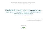 coletânea de imagens - Governo do Brasil · Coletânea de imagens : lesões de febre aftosa e de outras doenças incluídas no sistema nacional de vigilância de doenças vesiculares