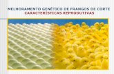 MELHORAMENTO GENÉTICO DE FRANGOS DE CORTE … · 1) produÇÃo de ovos (25 – 50 semanas) nº de ovos ou taxa de postura (tp) linha fÊmea • registro individual por gaiola ou