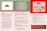 Biologia Importância para a Saúde...o Aedes aegypti passa pelas fases de ovo, larva e pupa na água, cujo desenvolvimento dura de 7 a 12 dias. Após esse período, transforma-se