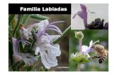 Familia Labiadas - sistematicavegetalsistematicavegetal.weebly.com/uploads/8/0/5/2/8052174/... · 2018. 9. 6. · *Handroanthus impetiginosus “Lapacho rosado” (Tabebuia impetiginosa,