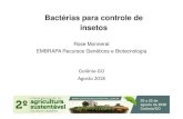 Bactérias para controle de · PDF file Coleção de Bactérias de Invertebrados 2.700 Bacillus spp. Primeira coleção de microrganismos brasileira a ser avaliada e reconhecida segundo