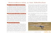 Introducción a las libélulas I N T R O D U C C I Ó N A L A ... · I N T R O D U C C I Ó N A L A S L I B É L U L A S 20 LIBÉLULAS • GR249 Gran Senda de Málaga y provincia