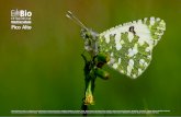Tagis - Pico Alto · 2019. 11. 6. · A borboleta-carnaval põe os ovos na face inferior das folhas da erva-cavalinha (imagens da esquerda), uma trepadeira, muito tóxica, natural