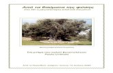 Στη µνήµη του ιταλού βοτανολόγου Paolo Liverani•λιά_Λιβεράνι_0.pdf · Το τερά - στιο δέντρο , περιµέτρου 8,60 µ.