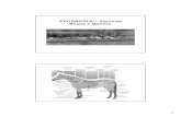 EXOGNOSIA – Equinos Raças e Maneio 2008-09... · cavalos de sela, prestando-se para corridas em hipódromos, provas de salto de obstáculos, adestramento clássico e pólo. Altura: