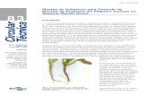 Plantas de Cobertura para Controle da Murcha de Fusarium ...€¦ · queda progressiva das folhas, começando pelas inferiores, podendo afetar toda a planta ou apenas parte dela (Fig.