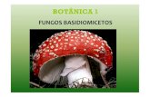 adendo aula4 fungos - fernandosantiago.com.br · Este é um dos fungos mais raros do mundo. Ele aparece com a forma de um charuto e depois se abre e fica na forma de estrela, por