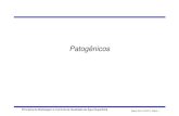 Reaeração num curso d‘água - docs.ufpr.brrtkishi.dhs/TH727/Parte14_Patogenicos.pdf · Contagem padrão em placas petri Tubos múltiplos Filtração de diferentes porções de