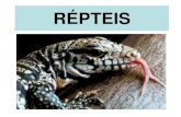 RÉPTEISO sistema circulatório dos répteis apresenta diferenças entre o grupo dos não crocodilianos e dos crocodilianos. Essa diferença pode ser observada analisando-se a anatomia