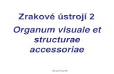 Organum visuale et structurae accessoriaeanatomie.lf2.cuni.cz/files/page/files/2019/smysly_oko2.pdf · 2019. 5. 13. · • aniridia, afakia • membrana pupillaris persistens •