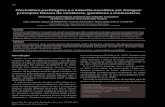 Clostridium perfringens e a enterite necrótica em frangos ... et al., 2014.pdf · 178 Braz. J. Vet. Res. Anim. Sci., São Paulo, v. 51, n. 3, p. 178-193, 2014 Resumo Clostridium