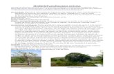 Steckbrief Lonchocarpus sericeus - Cumaru-PEcumaru-pe.com.br/data/documents/Folha-de-informacao-Lonchocarp… · Nervuras do 1o e 2o grau de cor verde-amarelada, impressas na face