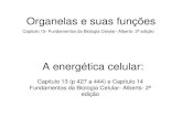 Organelas e suas funçõesbiologia.ifsc.usp.br/bio1/aula/Aula40.pdf · 2019. 4. 11. · Organelas e suas funções Capitulo 15- Fundamentos da Biologia Celular- Alberts- 2ª edição