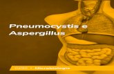 Microbiologia - Pneumocystis spp. e Aspergillus spp. · Nos pacientes com HIV/AIDS, o desenvolvimento da pneumocistose torna-se comum quando a contagem de células T CD4 é menor