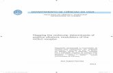 DEPARTAMENTO DE CIÊNCIAS DA VIDA - Estudo Geral · A4 - 06094 - Ana Farinha - thesis binnenwerk.indd 5 28/06/2012 9:58:31 2.4. Chemical transformation of One Shot ® Top10 E. coli