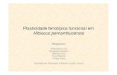 Plasticidade fenotípica funcional em Hibiscus pernambucensisecologia.ib.usp.br/curso/2010/pages/pdf/PO/apresentacao/...Plasticidade fenotípica funcional em Hibiscus pernambucensis