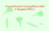 Pseudallescheria/Scedosporium Complex (PSC)eladd/mycology/Pseudallescheria.pdf · 2016. 5. 10. · םילק ויה םייחה םעפ – גוויס ינימ יוביר תלוכי