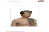 Manual de Anatomia e Fisiologia - MassagemPro cefad/ESTUDO DO CORPO... · 2021. 1. 2. · Revisto em 2016 por Paulo Murteira Veja os meus videos no youtube e subscreva o canal 5 Ganabara