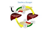 Insulina e Glucagon Ficheiro:Glicemia · 2020. 11. 11. · Glicemia estimula a secreção de insulina porém os níveis de glicose Permanecem altos. Estimulação crônica das células