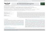REVISTA BRASILEIRA DE EntomologiaC. Schapheer et al. / Revista Brasileira de Entomologia xxx (2017) xxx–xxx and brevipennis