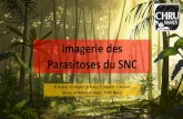 Imagerie des Parasitoses du SNC - ONCLE PAULonclepaul.fr/wp-content/uploads/2011/07/Infections-para... · 2018. 8. 31. · • Amibes « libres » (= non parasite), accidentellement