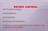 REINO ANIMAL - Polícia Militar de Minas Gerais · 2020. 3. 27. · REINO ANIMAL Corpo cheio de ... Local por onde a água sai do animal Os 10 Porócito Átrio Local por onde a entra
