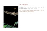 18 소리(음파) - jbnu.ac.kr · 2015. 9. 2. · 18 소리(음파) 이 “말발굽 박쥐”는 캄캄한 어둠 속에서 나방의 위치는 물론 상 대속도까지도 알아내어